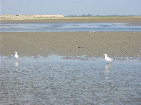 seagulls on the beaches of Picardie