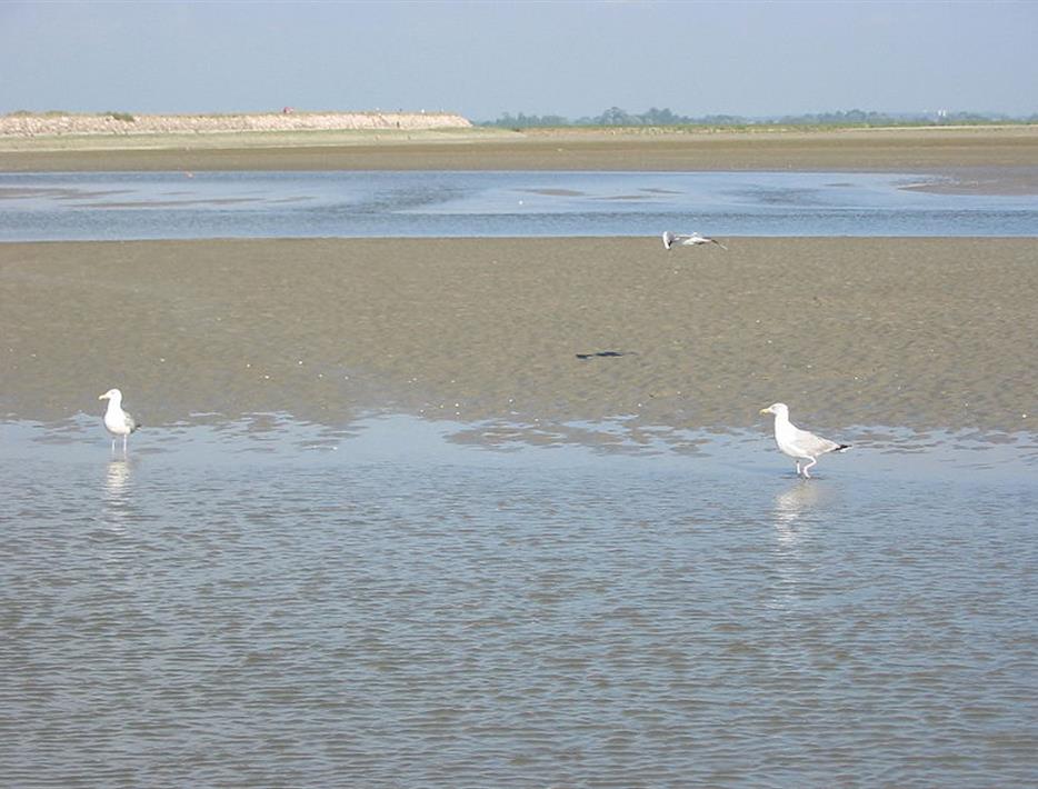 seagulls on the beaches of Picardie