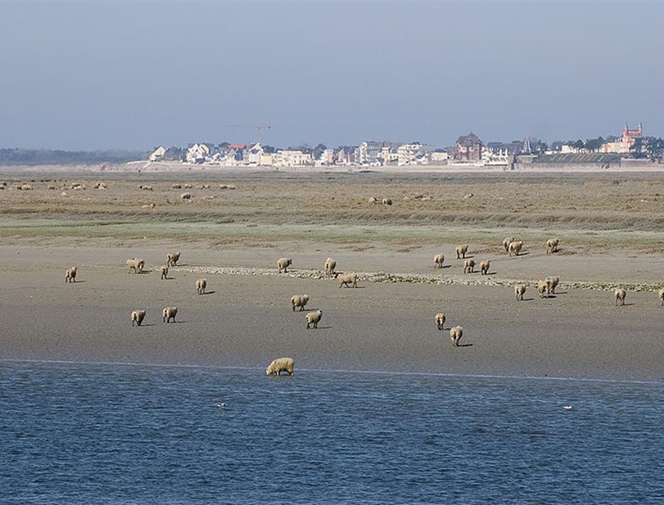 sheeps on the beaches of Picardie