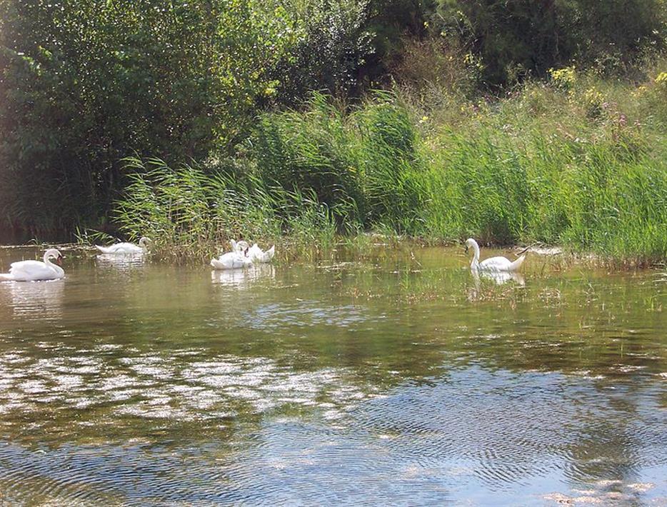 swans enjoying the Picardy sun