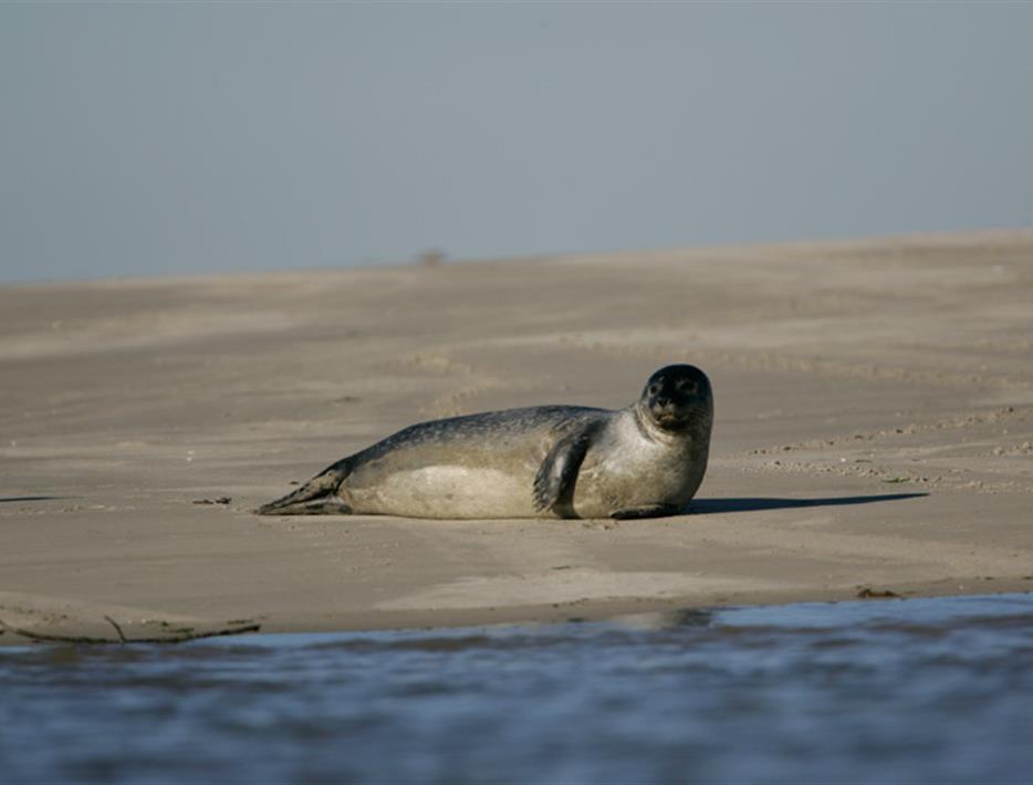 seal in the bay of sum near camping *** de la motte in quend in the sum